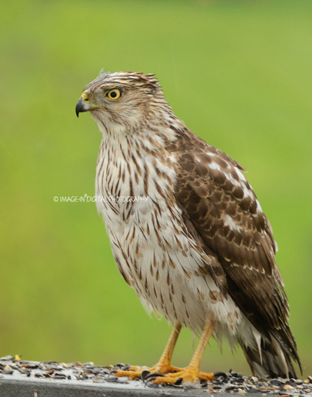 Coopers Hawk